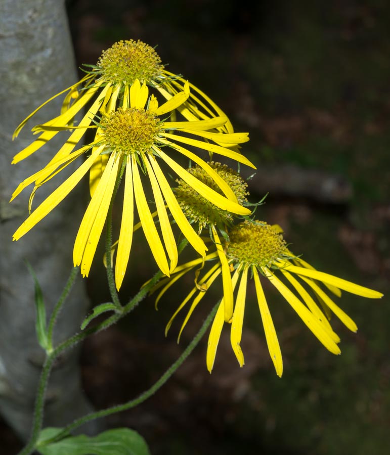 Doronicum austriacum / Doronico austriaco